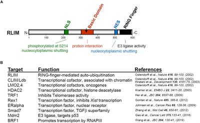 Rlim/Rnf12, Rex1, and X Chromosome Inactivation